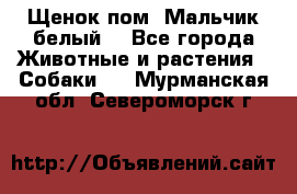 Щенок пом. Мальчик белый  - Все города Животные и растения » Собаки   . Мурманская обл.,Североморск г.